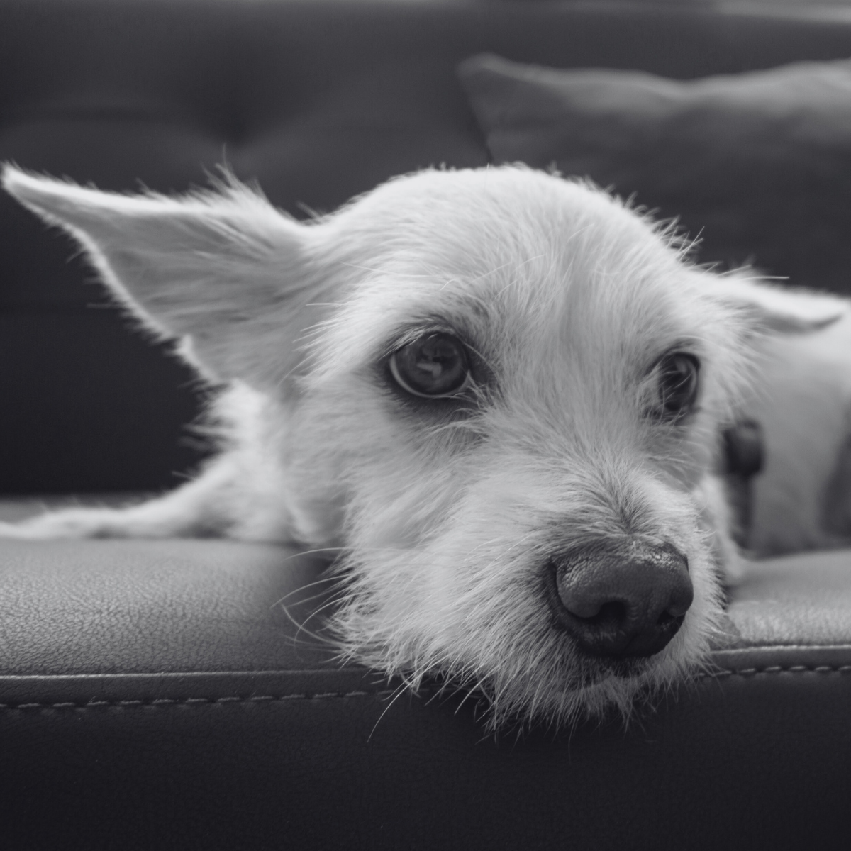 Sevimli Köpek Dostlarımız vs. E-mail Security Çözümleri: İki Koruyucunun Hikayesi